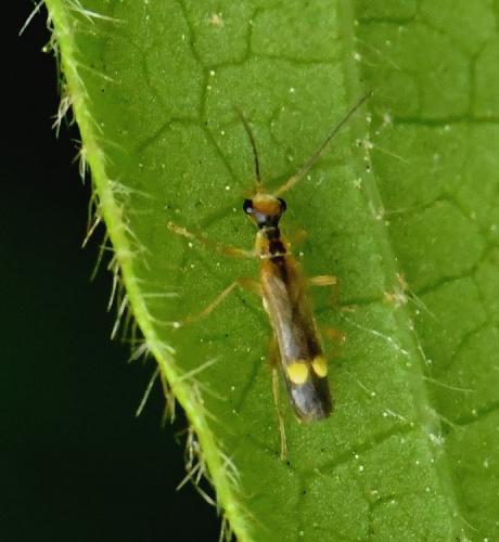 Réf. 230 623 : Malthinus sp.